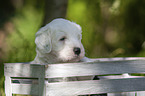 Old English Sheepdog Puppy portrait