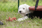 lying Old English Sheepdog Puppy