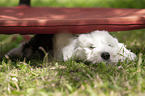 lying Old English Sheepdog Puppy