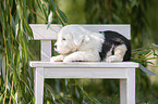 Old English Sheepdog Puppy