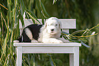 Old English Sheepdog Puppy