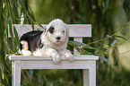Old English Sheepdog Puppy