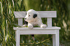 Old English Sheepdog Puppy