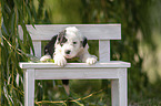 Old English Sheepdog Puppy