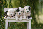 Old English Sheepdog Puppy