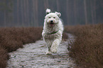 Bobtail