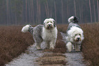 Bobtails