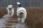 Bobtails