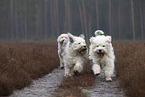 Bobtails