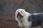 Bobtail