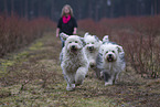 Bobtails