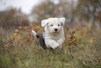 Bobtail Puppy
