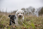 Bobtail Puppy
