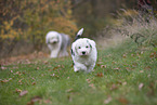 Bobtail Puppy