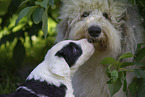 Bobtails