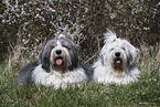 female Bobtails