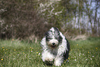 female Bobtail