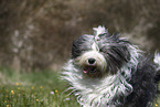female Bobtail