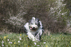 female Bobtail