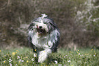 female Bobtail