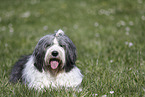 female Bobtail