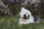 female Bobtail