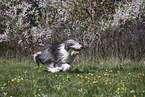 female Bobtail
