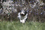female Bobtail