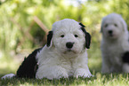 Bobtail Puppies