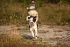 dogs