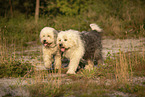 dogs