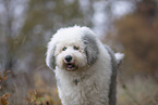 Bobtail