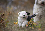 Bobtails