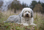 Bobtail