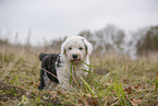 Bobtail Puppy