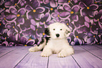 Old English Sheepdog