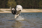Old English Sheepdog