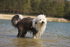 Old English Sheepdog