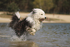 Old English Sheepdog