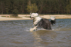 Old English Sheepdog