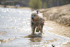 Old English Sheepdog