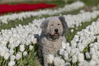 Bobtail in a tulip field