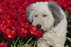 Bobtail in a tulip field