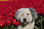 Bobtail in a tulip field