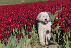 Bobtail in a tulip field