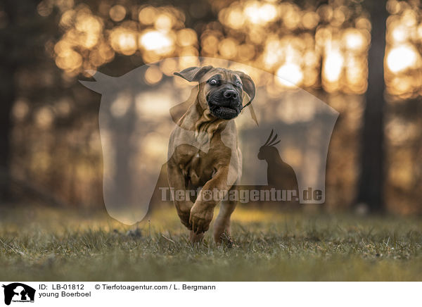 junger Boerboel / young Boerboel / LB-01812