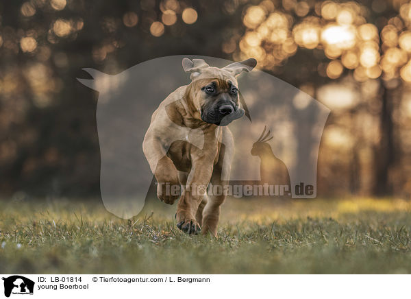 junger Boerboel / young Boerboel / LB-01814