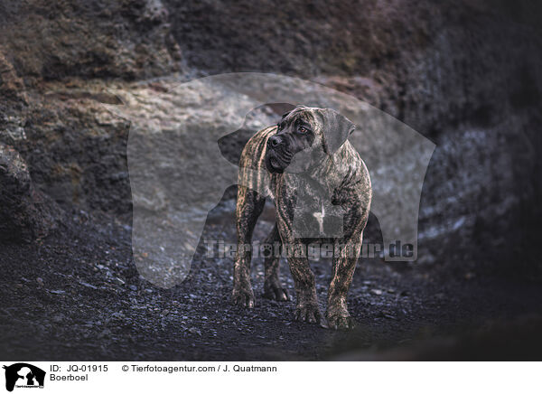 Boerboel / Boerboel / JQ-01915