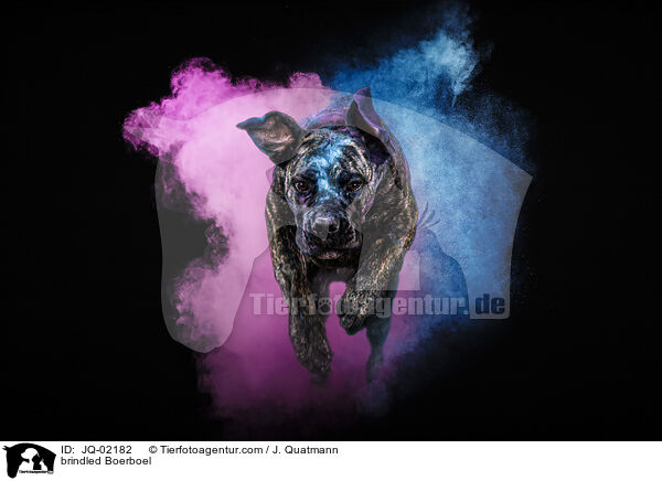 gestromter Boerboel / brindled Boerboel / JQ-02182