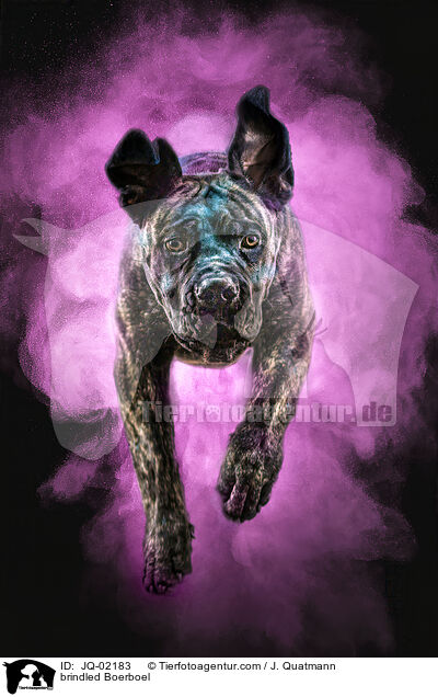 gestromter Boerboel / brindled Boerboel / JQ-02183